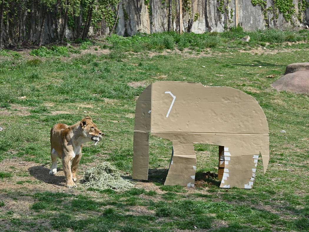 a rion is looking at animal sculptures made of LG package boxes